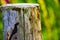 Orange ladybird on a pole post