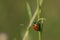 Orange Ladybug Climbs Green Slender Stalk