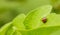 Orange Ladybug close up on a green leaf