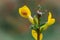 Orange ladybug creeps on stem of plant in spring,