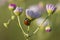 Orange Ladybug on Light Purple Flower Cluster