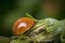 Orange ladybug walking on a flower