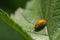 Orange Ladybug Walking on a Green Leaf in Summer