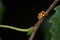 Orange ladybug with white dots on a birch branch