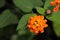 Orange lantana flower