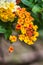 Orange lantana flowers
