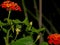 Orange Lantana Flowers Emerge After Desert Monsoon Rain