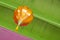 Orange lantern on green ceiling