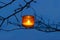 Orange lantern hanging on branch