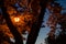 Orange lantern illuminates the leaves of a tree at night