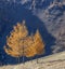 Orange larch trees against a dark mountainside