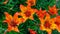 Orange large flowers daylily