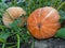 An orange large pumpkin grows in the garden. Preparation for the feast of All Saints\\\' Day and Thanksgiving.