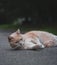 Orange laying cat on the stret