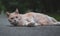 Orange laying cat on the stret