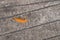 Orange leaf on concrete floor