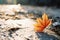 an orange leaf laying on the ground in the sun