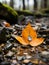 an orange leaf laying on the ground in the woods