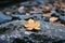 an orange leaf sits on top of a rock