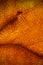 Orange leaf vascular texture close-up. Streaks like blood vessels or veinsÐ± or like a bird`s-eye view of the desert