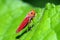 An orange leafhopper