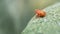 Orange leafhopper baby on a stone