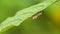Orange leafhopper Bothrogonia addita perches on the underside of the leaves