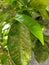 Orange leaves attacked with mealybugs and Florida red scale