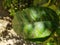 Orange leaves attacked with mealybugs and Florida red scale