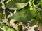 Orange leaves attacked with mealybugs and Florida red scale