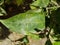 Orange leaves attacked with mealybugs and Florida red scale