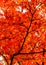 Orange Leaves Background