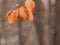 Orange leaves of beech, autumn in a park.