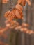 Orange leaves of beech, autumn in a park.