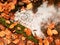 Orange leaves frame in river. Fallen beech leaves in mountain river,