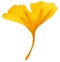 Orange leaves ginkgo. Leaf plant botanical garden floral foliage. Isolated illustration element.