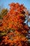Orange leaves of Maple tree in Autumn in the FingerLakes of NYS