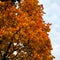 Orange leaves of maple whith black spots on a background of sky. Sick tree. Background from tree leaves.