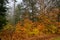 Orange leaves in the Vermont Forest after evening rain on a misty and foggy morning