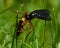 Orange-legged Robberfly, Dioctria oelandica with its prey