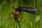 Orange-legged Robberfly, Dioctria oelandica with its prey