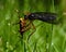 Orange-legged Robberfly, Dioctria oelandica with its prey
