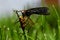 Orange-legged Robberfly, Dioctria oelandica with its prey