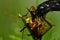 Orange-legged Robberfly, Dioctria oelandica with its prey