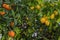 Orange and lemon citrus growing on a hybrid tree via a graft in California USA