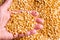 Orange lentil in a woman`s hand over Cuscus background