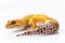 Orange leopard gecko