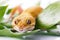 Orange leopard gecko in green leaves