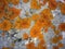 Orange lichen