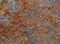 Orange lichen background in the stone